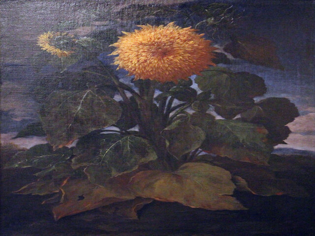 foto di Girasole Girasole