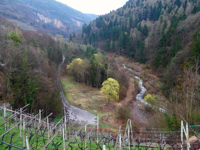 foto di Paludi Paludi