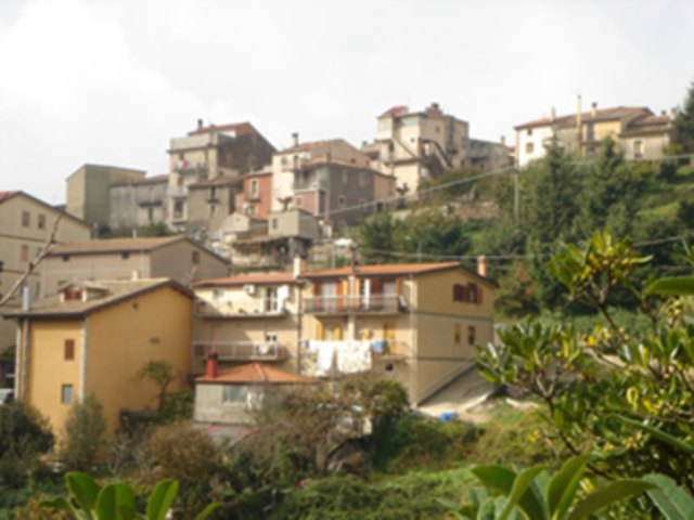 foto di Platania Platania