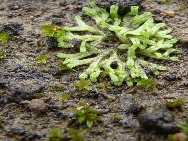 foto di Riccia Riccia