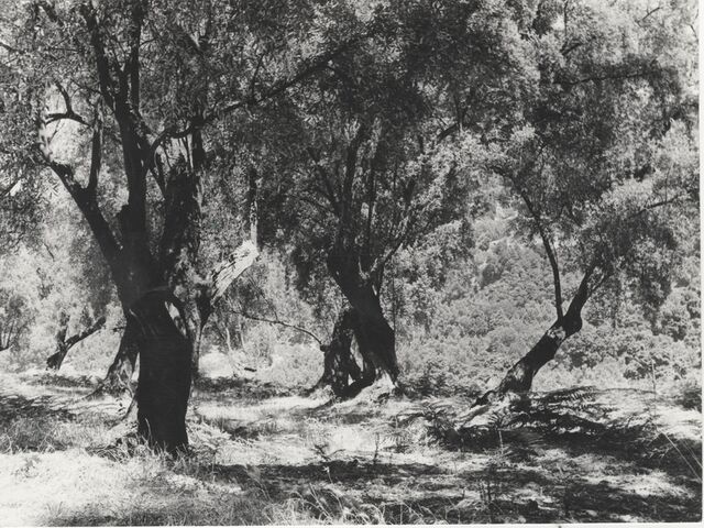 foto di Sinopoli Sinopoli